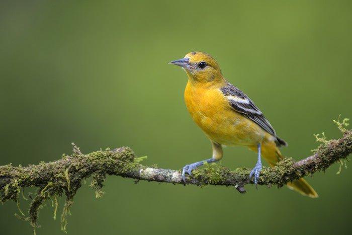 Birds