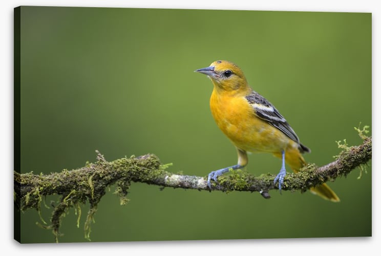 Birds