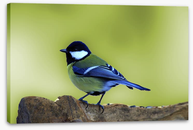 Birds