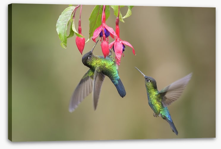 Fiery throated hummingbirds