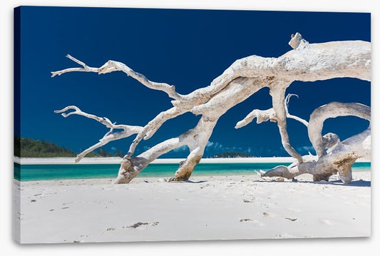 Whitehaven driftwood