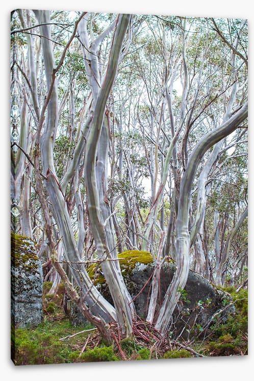 Snow gums in spring