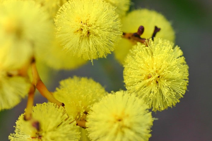 Australian wattle