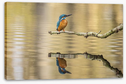 Kingfisher mirror
