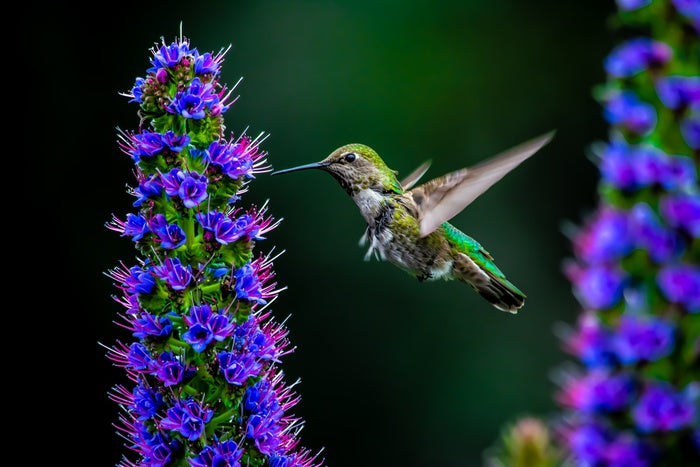 Birds