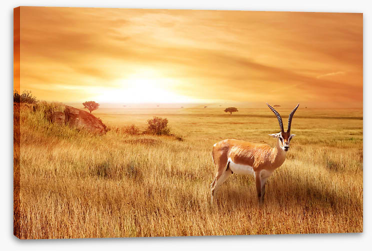 Africa