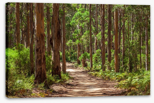 Karri forest trail