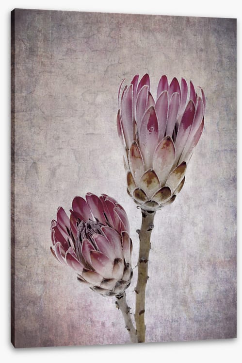 Pink protea pair