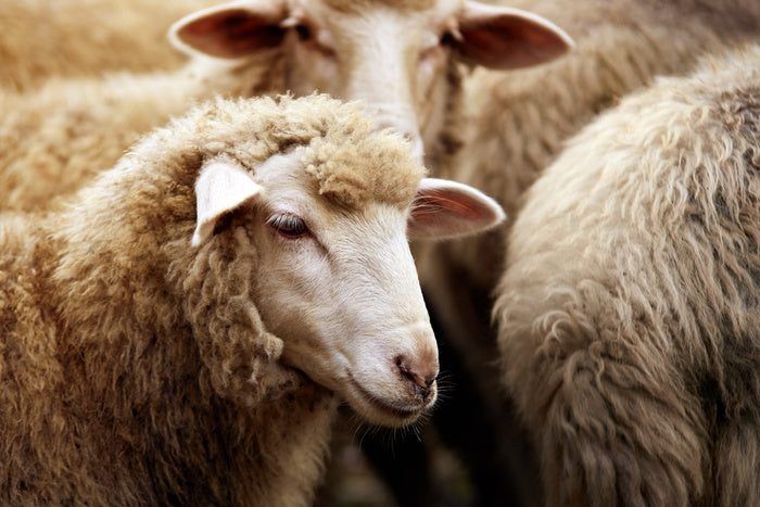 Watching ewe