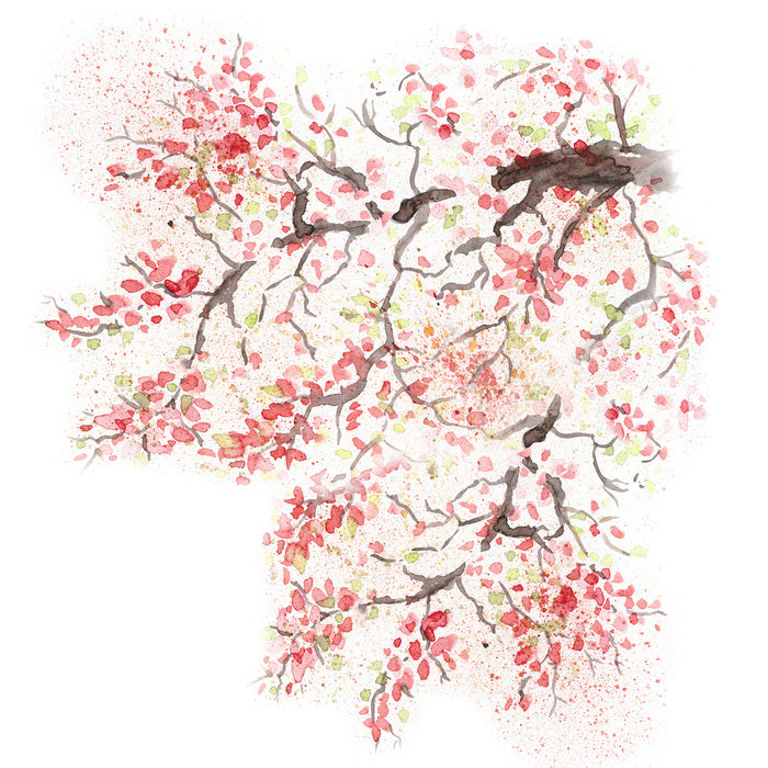 Spring sakura blossom