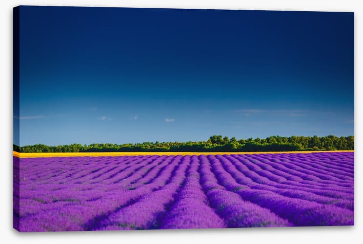 Lavender summer