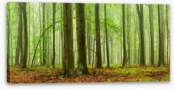 Forests