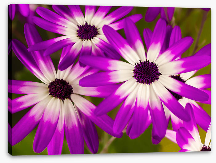 Senetti stars