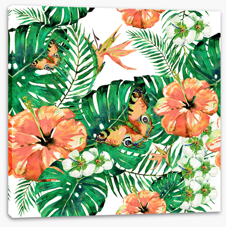 Aloha butterflies