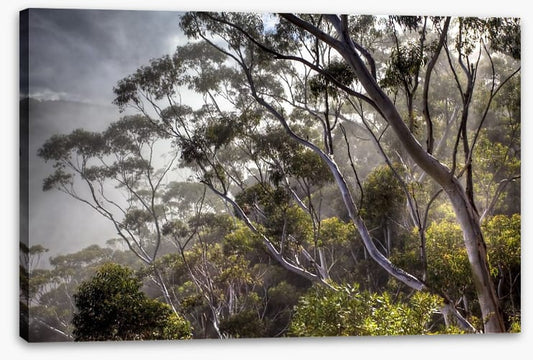 Eucalyptus light