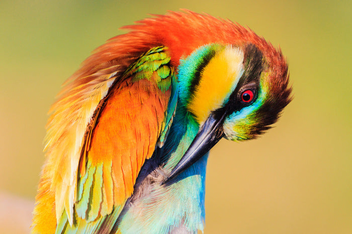Birds