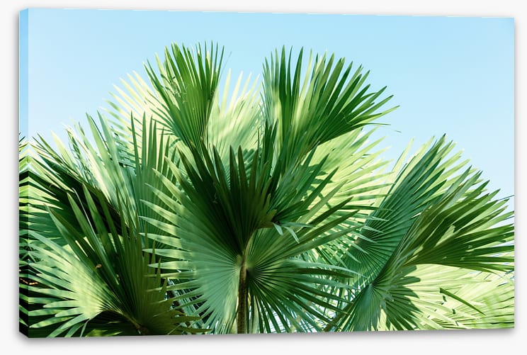 Leaves