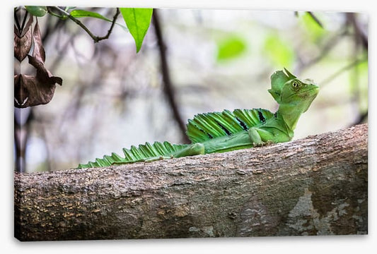 Reptiles / Amphibian