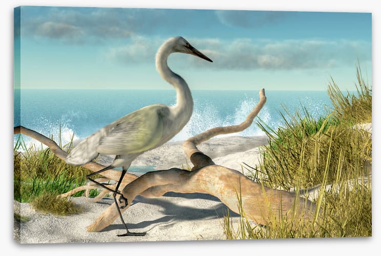White egret beach