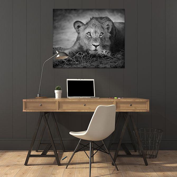 The young lion