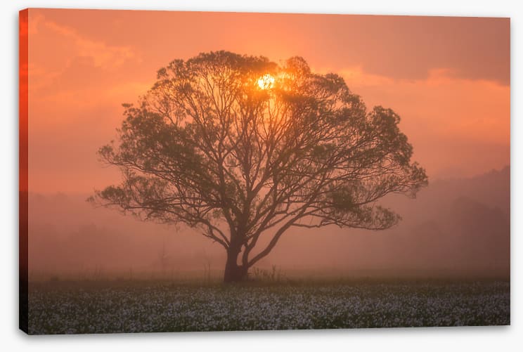 Trees