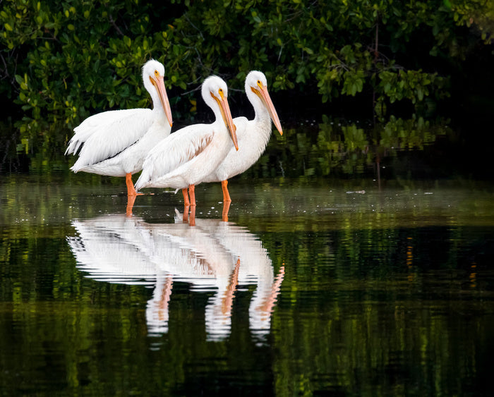 Pelican three