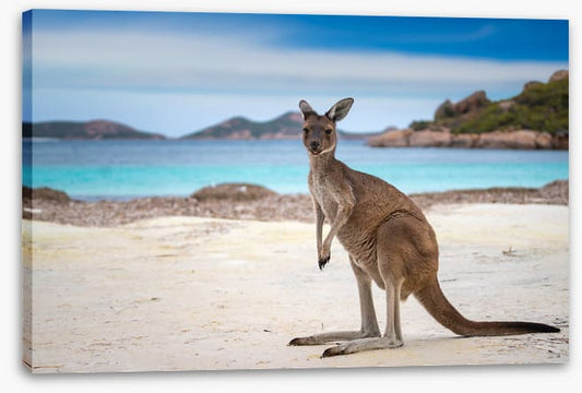 Lucky Bay kangaroo