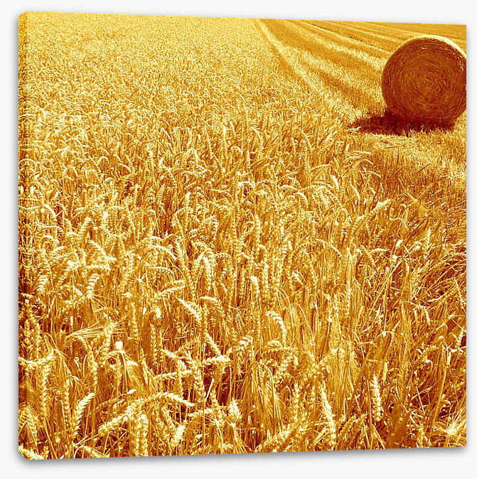 Golden harvest