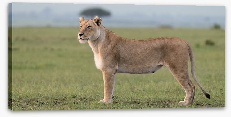Africa