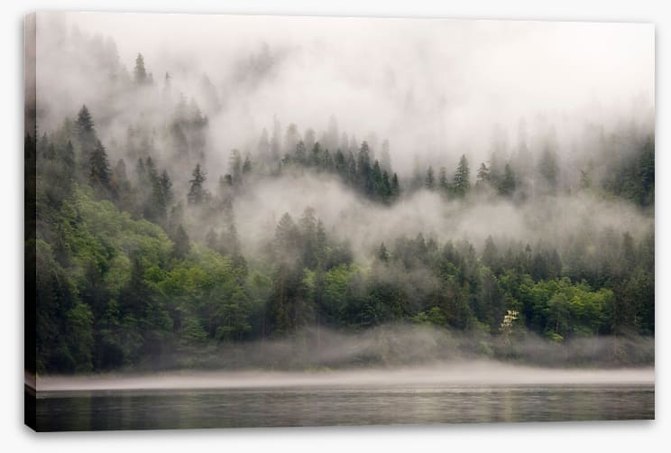 Fog from the forest