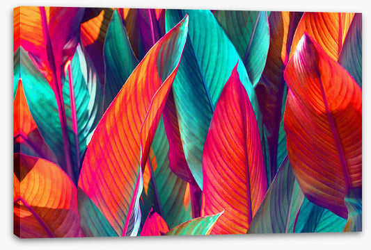 Banana leaf sunshine