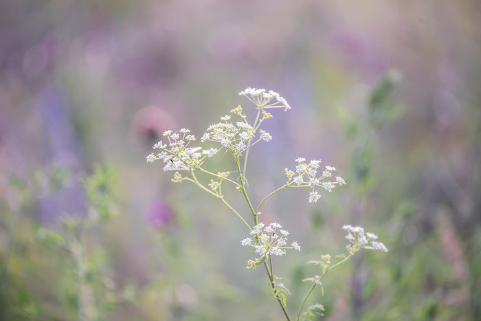 Meadows