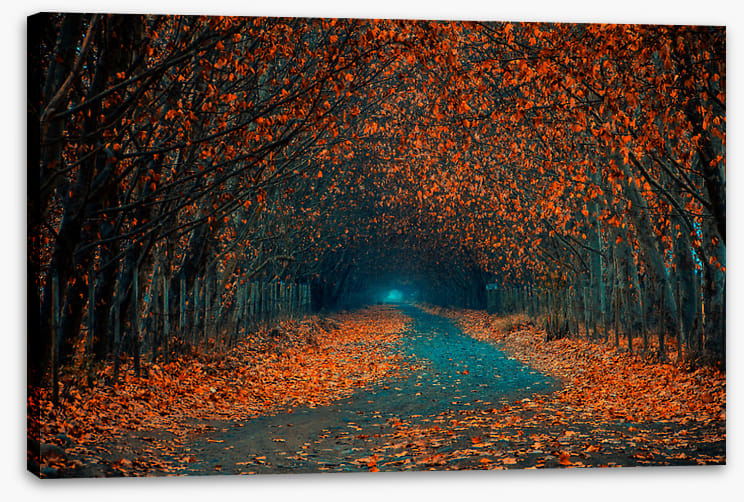 Follow the foliage