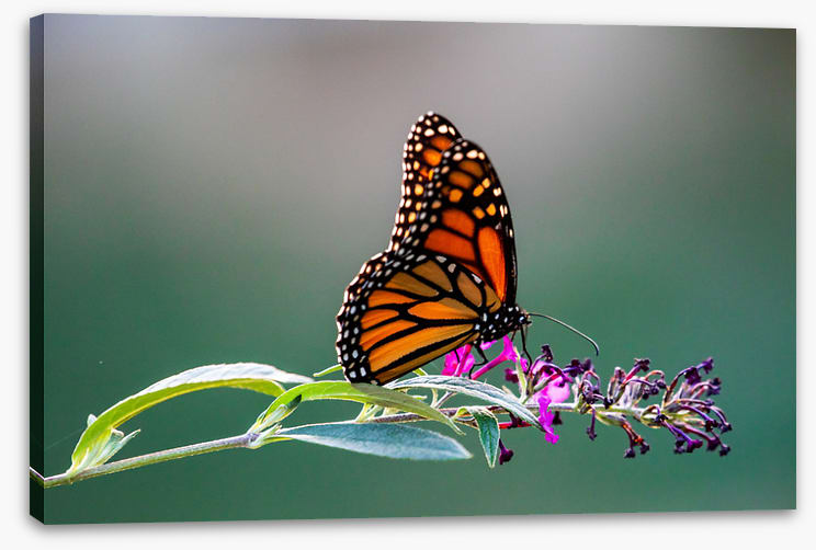 Insects