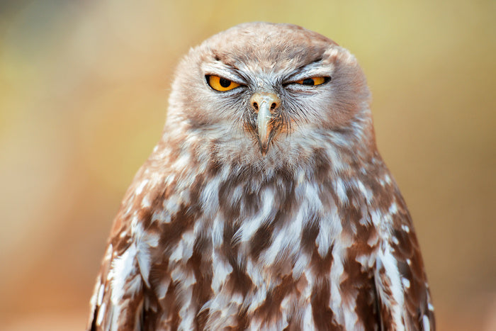 Barking owl wink