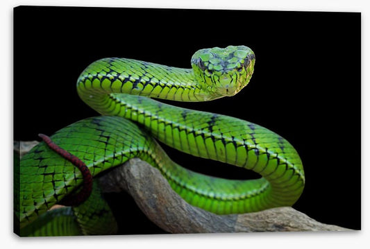 Vivid green viper