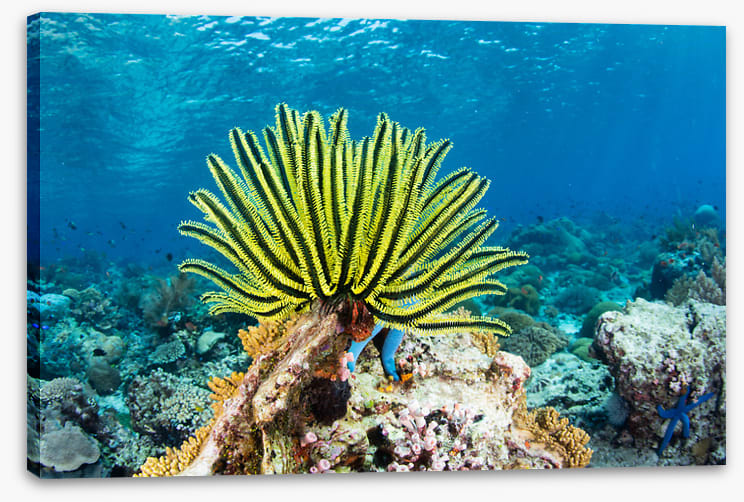 Yellow crinoid fan