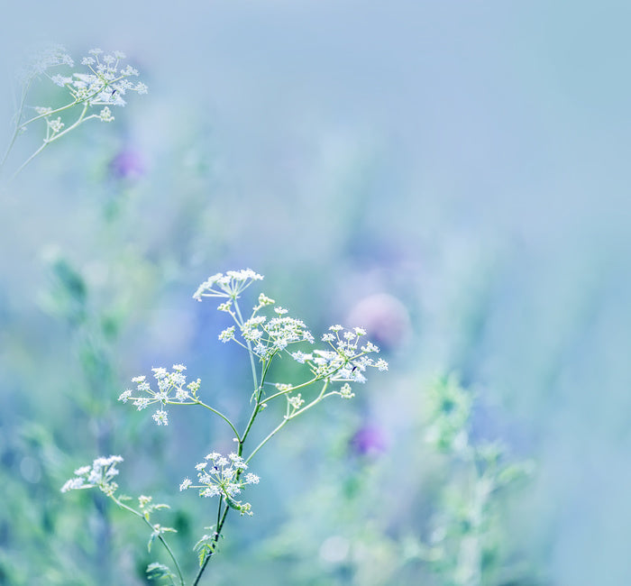 Meadows