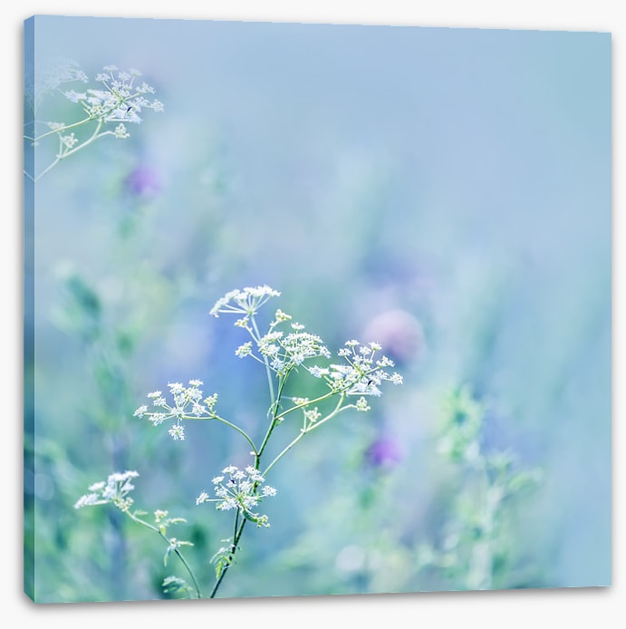 Meadows