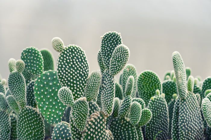 Prickly pears