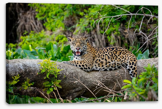 Jaguar of the jungle