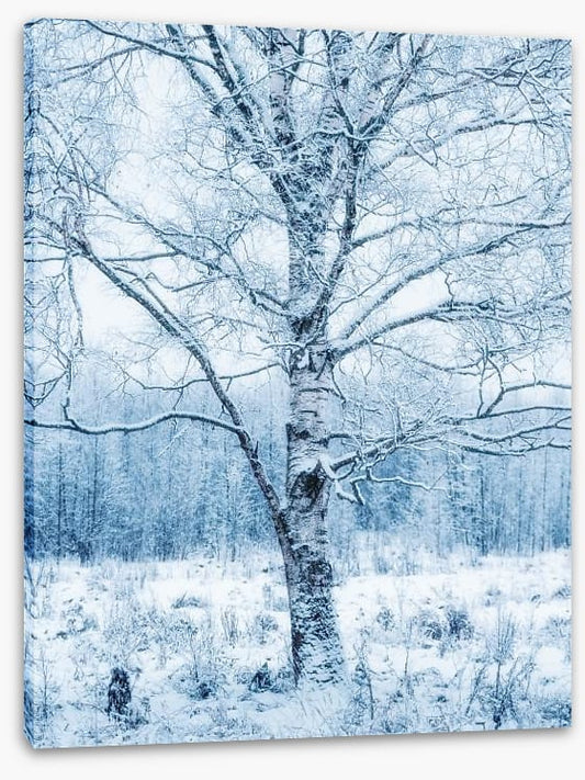 Silver birch snow