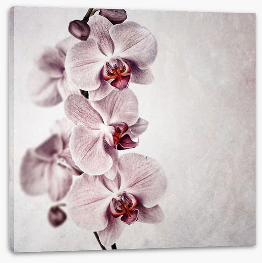 Vintage orchid