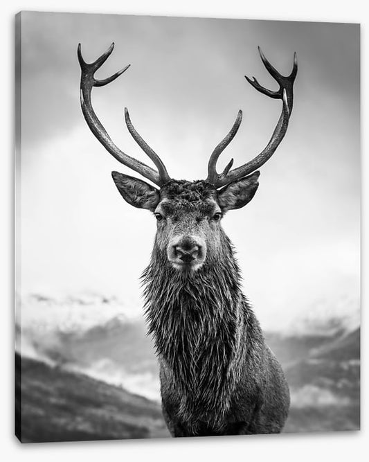 Monarch of the glen
