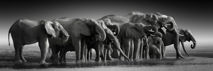 The thirsty herd