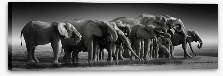 The thirsty herd