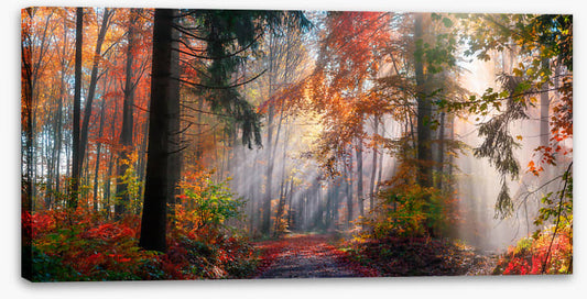 Autumn shining through