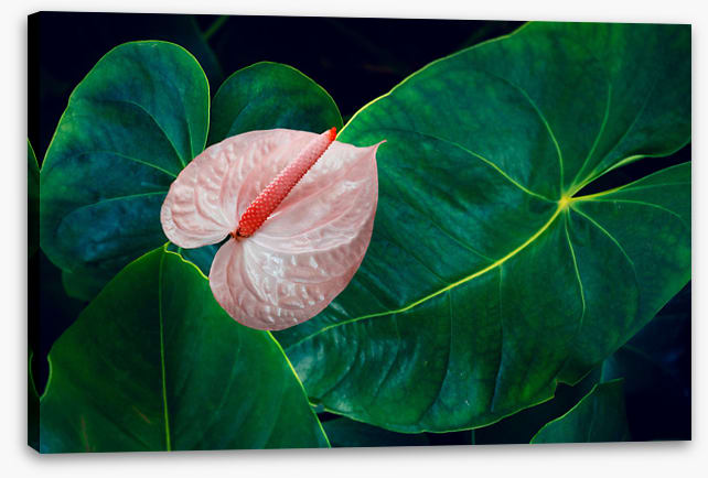Leaves