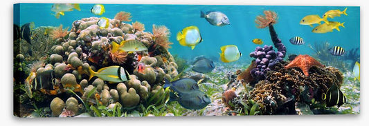 Caribbean coral panorama