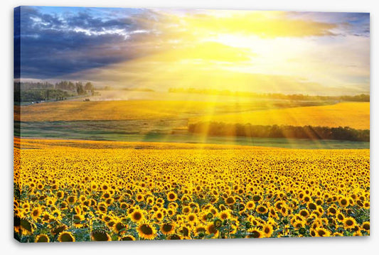 Sunflower field sunset